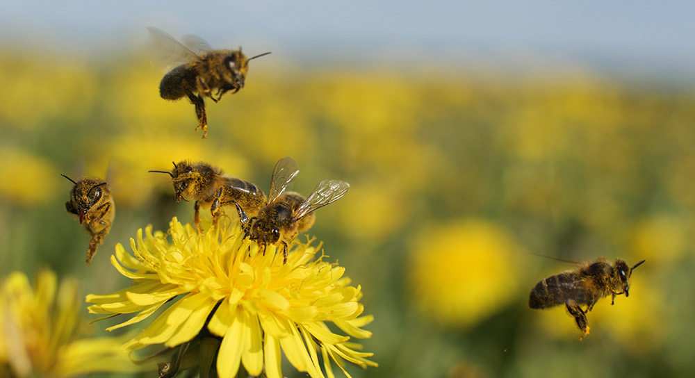 bees flying around a yellow flower